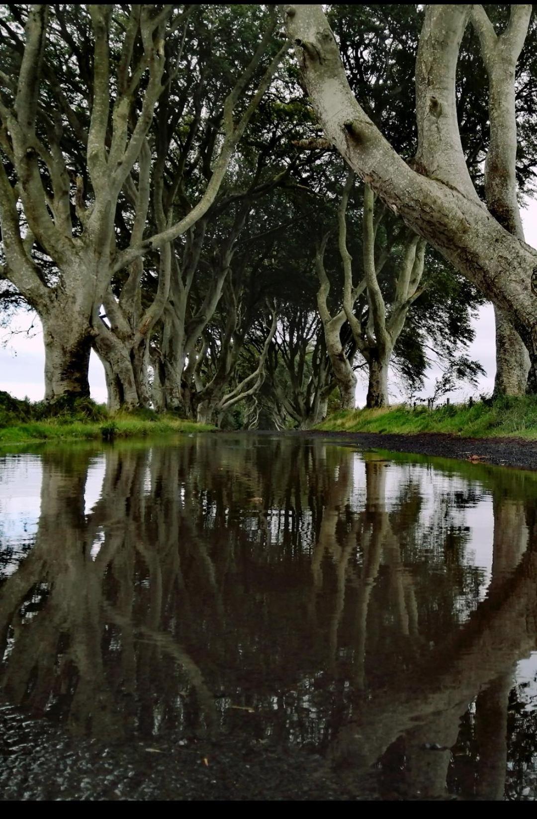 Doughery Den The Dark Hedges Hideaway Armoy Exteriör bild